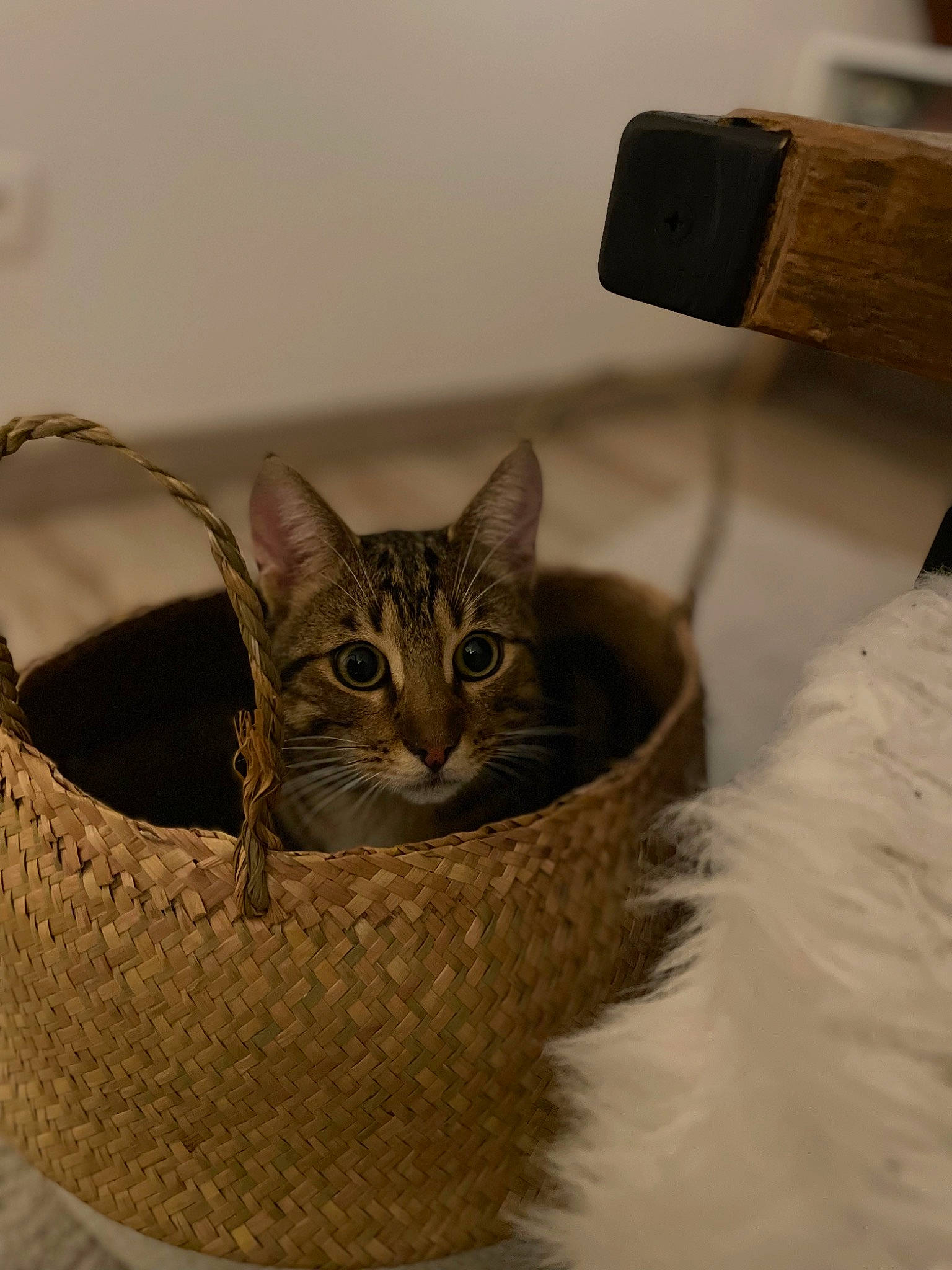 Caïpi participe au concours pour gagner de l'argent avec cette photo : basket, box, carnivore, cat, cat_bed, cat_supply, comfort, domestic_short_haired_cat, door, fashion_accessory, felidae, fur, pet_supply, small_to_medium_sized_cats, snout, storage_basket, terrestrial_animal, whiskers, wicker, wood