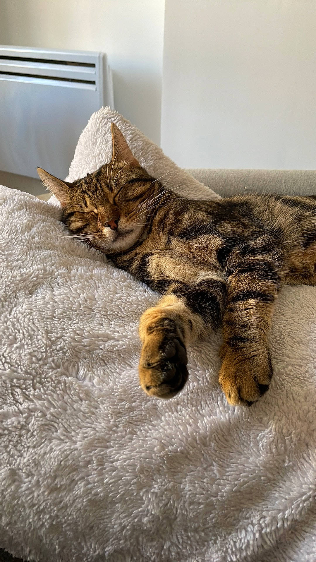 Caïpi a rejoint le concours — aidez-le/la à gagner de superbes lots ! carnivore, cat, claw, comfort, domestic_short_haired_cat, fawn, felidae, flooring, fur, grey, linens, nap, paw, room, sand, small_to_medium_sized_cats, snout, tail, terrestrial_animal, whiskers