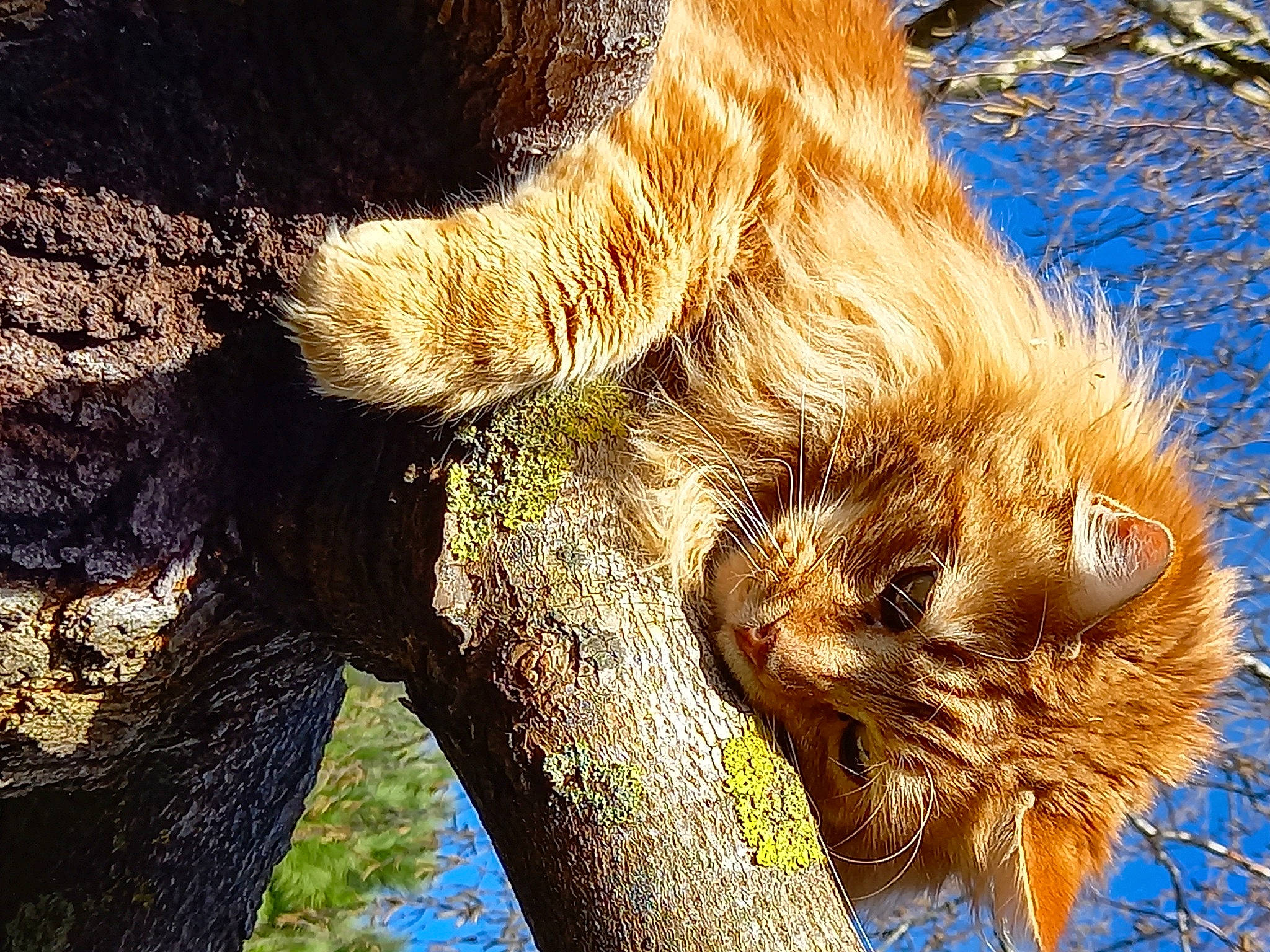 Fripon a rejoint le concours — aidez-le/la à gagner de superbes lots ! branch, claw, close_up, fawn, foot, fur, grass, organism, people_in_nature, plant, plant_stem, snout, tail, terrestrial_animal, terrestrial_plant, tree, trunk, twig, whiskers, wood