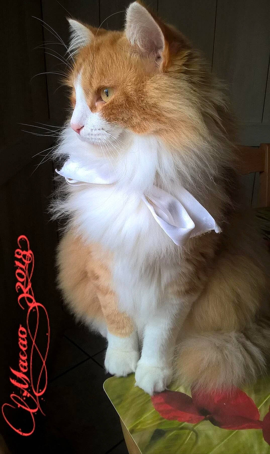 Macao a rejoint le concours — aidez-le/la à gagner de superbes lots ! carnivore, cat, claw, fawn, felidae, fur, paw, sitting, small_to_medium_sized_cats, snout, tail, terrestrial_animal, whiskers