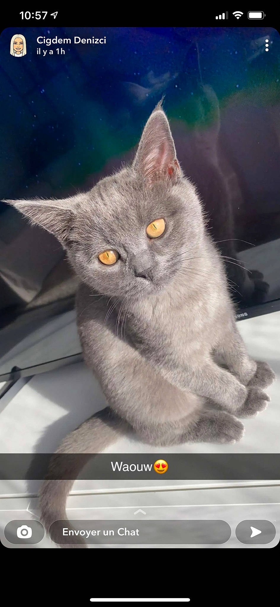 Kiba a rejoint le concours — aidez-le/la à gagner de superbes lots ! black_cat, carnivore, cat, domestic_short_haired_cat, eye, felidae, fur, grey, photo_caption, russian_blue, sitting, small_to_medium_sized_cats, snout, tail, whiskers, window