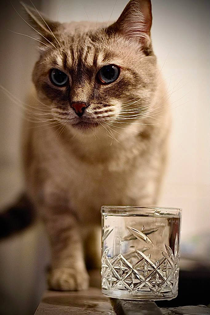 Moby a rejoint le concours — aidez-le/la à gagner de superbes lots ! barware, carnivore, cat, cup, domestic_short_haired_cat, door, drinkware, felidae, fur, liquid, monochrome, monochrome_photography, paw, serveware, small_to_medium_sized_cats, snout, still_life_photography, tableware, whiskers, window