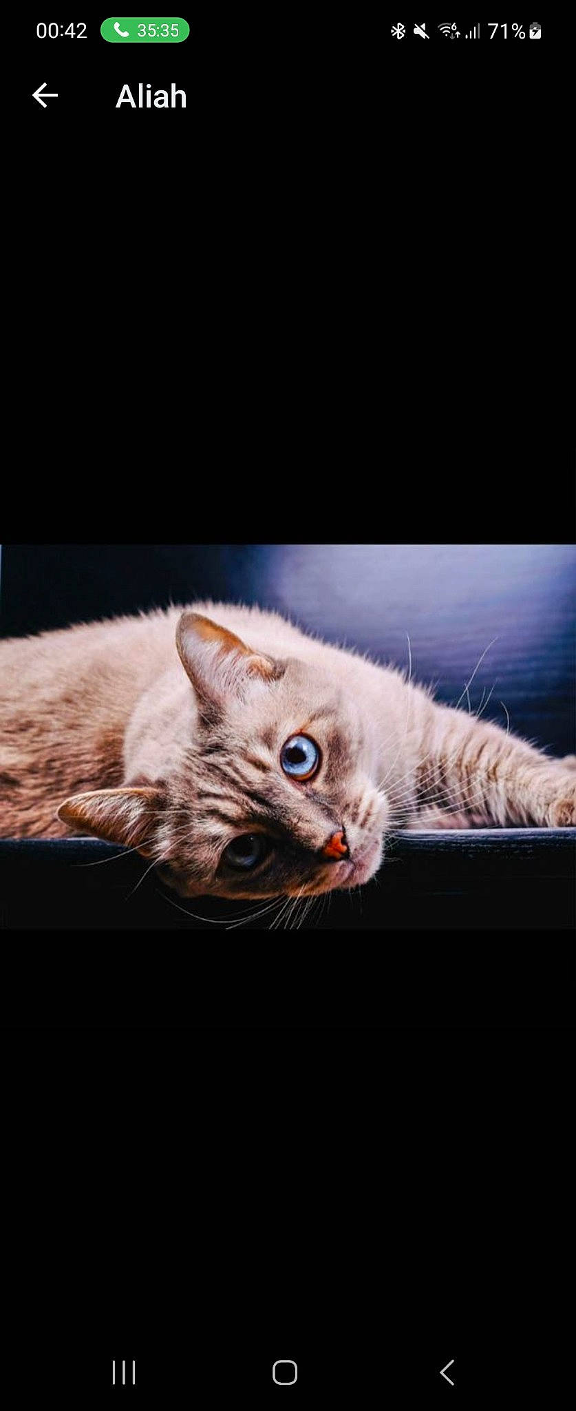 Moby a rejoint le concours — aidez-le/la à gagner de superbes lots ! carnivore, cat, claw, comfort, darkness, domestic_short_haired_cat, felidae, fur, macro_photography, paw, photo_caption, small_to_medium_sized_cats, snout, tail, whiskers, wildlife