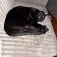 Camillo is registered to the contest to win money with this photo: black_cat, sleeping, cat, pet, feline, cozy, indoor, couch, soft_texture, fur, animal, resting, curled_up, paw, whiskers, domestic_cat, relaxation, home, comfort, nap