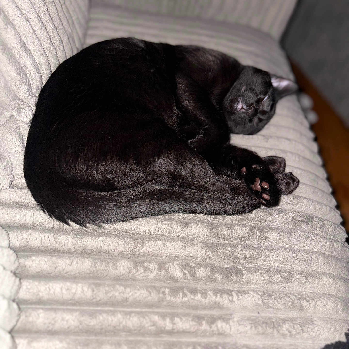Camillo is registered to the contest to win money with this photo: animal, black_cat, cat, comfort, couch, cozy, curled_up, domestic_cat, feline, fur, home, indoor, nap, paw, pet, relaxation, resting, sleeping, soft_texture, whiskers