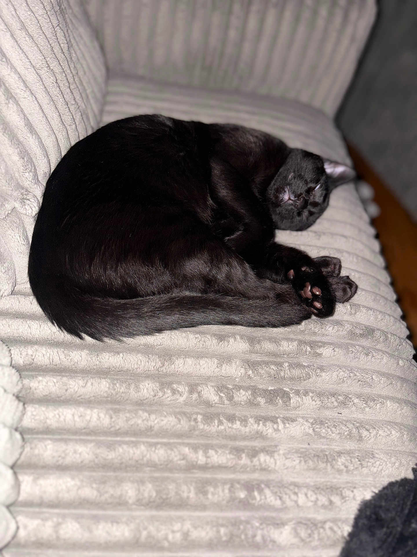 Camillo is registered to the contest to win money with this photo: black_cat, sleeping, cat, pet, feline, cozy, indoor, couch, soft_texture, fur, animal, resting, curled_up, paw, whiskers, domestic_cat, relaxation, home, comfort, nap