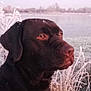 dog, chocolate_labrador, outdoor, frost, vegetation, water, nature, animal, pet, winter, closeup, mammal, canine, field, sky, daylight, landscape, portrait, grass, snout