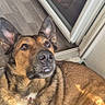 dog, german_shepherd, indoor, sunlight, floor, glass_door, reflection, ears, fur, brown, tan, black, pet, animal, canine, looking_up, relaxed, home, carpet, curious