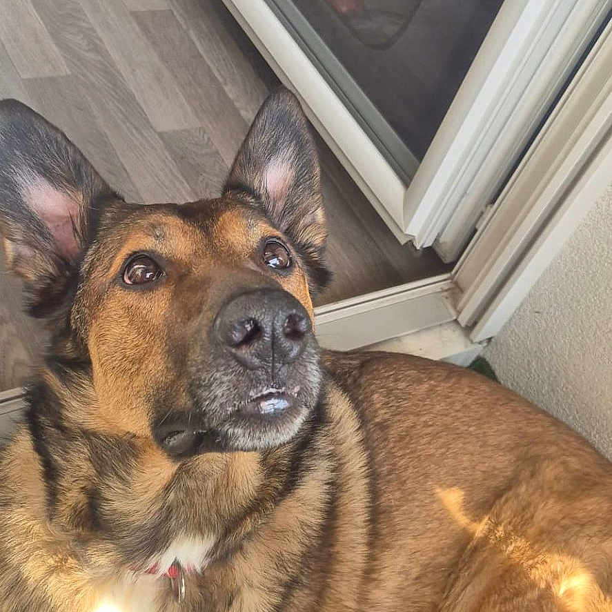 Riley a rejoint le concours — aidez-le/la à gagner de superbes lots ! dog, german_shepherd, indoor, sunlight, floor, glass_door, reflection, ears, fur, brown, tan, black, pet, animal, canine, looking_up, relaxed, home, carpet, curious