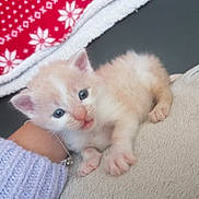Horus participe au concours pour gagner de l'argent avec cette photo : kitten, cat, blue_eyes, fluffy, soft, cute, resting, blanket, patterned_blanket, red, white, lavender_sweater, paw, animal, pet, indoor, close_up, young, curious, cozy