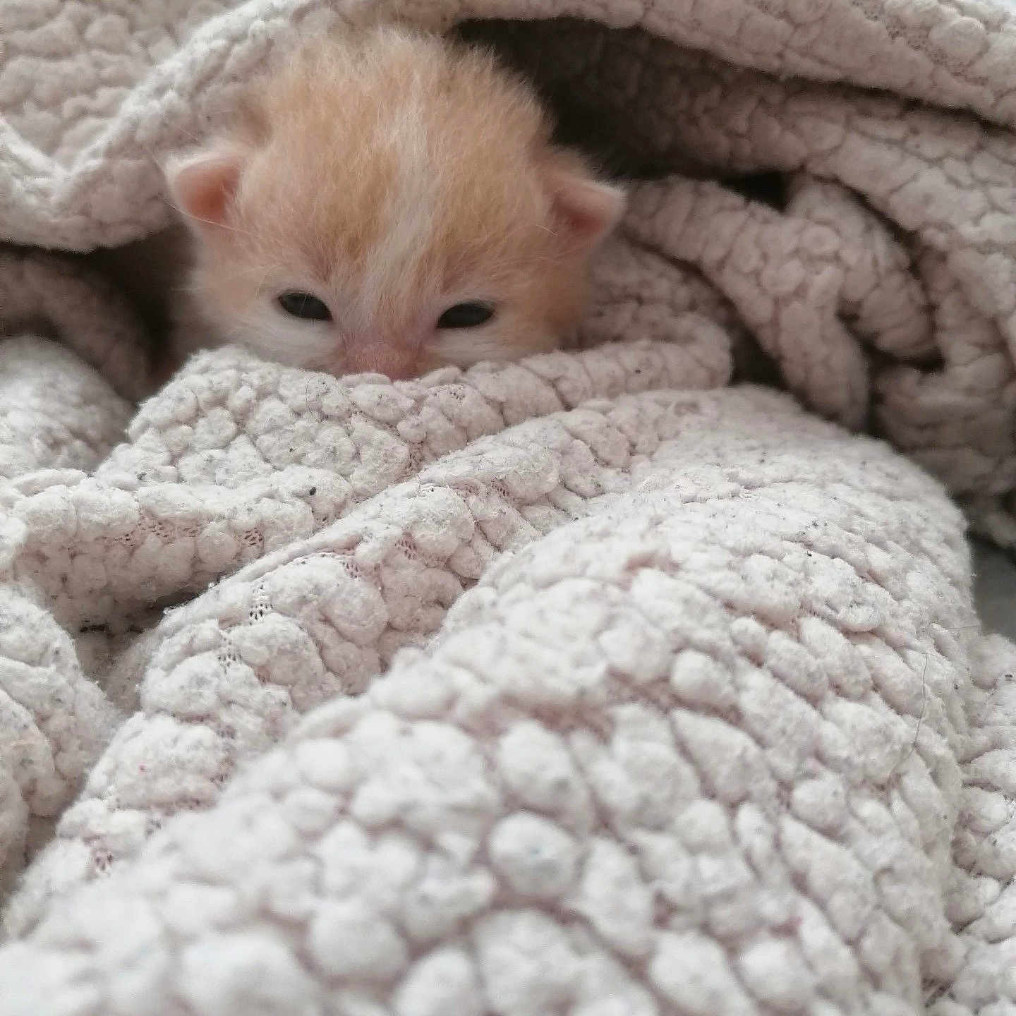 Horus participe au concours pour gagner de l'argent avec cette photo : animal, blanket, cat, comfort, cozy, cute, feline, fur, indoor, kitten, pet, resting, sleepy, small, snuggled, soft, texture, warm, wrapped, young