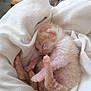 animal, baby_animal, cozy, cute, cute_animal, domestic_cat, fur, furry, kitten, newborn, peaceful, pet, pink_paws, resting, sleep, sleeping, small, soft, white_blanket, wrapped