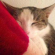 Vanille a rejoint le concours — aidez-le/la à gagner de superbes lots ! cat, sleeping, closeup, whiskers, fur, cozy, blanket, indoor, pet, resting, cute, domestic_cat, feline, snuggling, relaxed, soft_texture, pink_nose, tabby, white_fur, peaceful