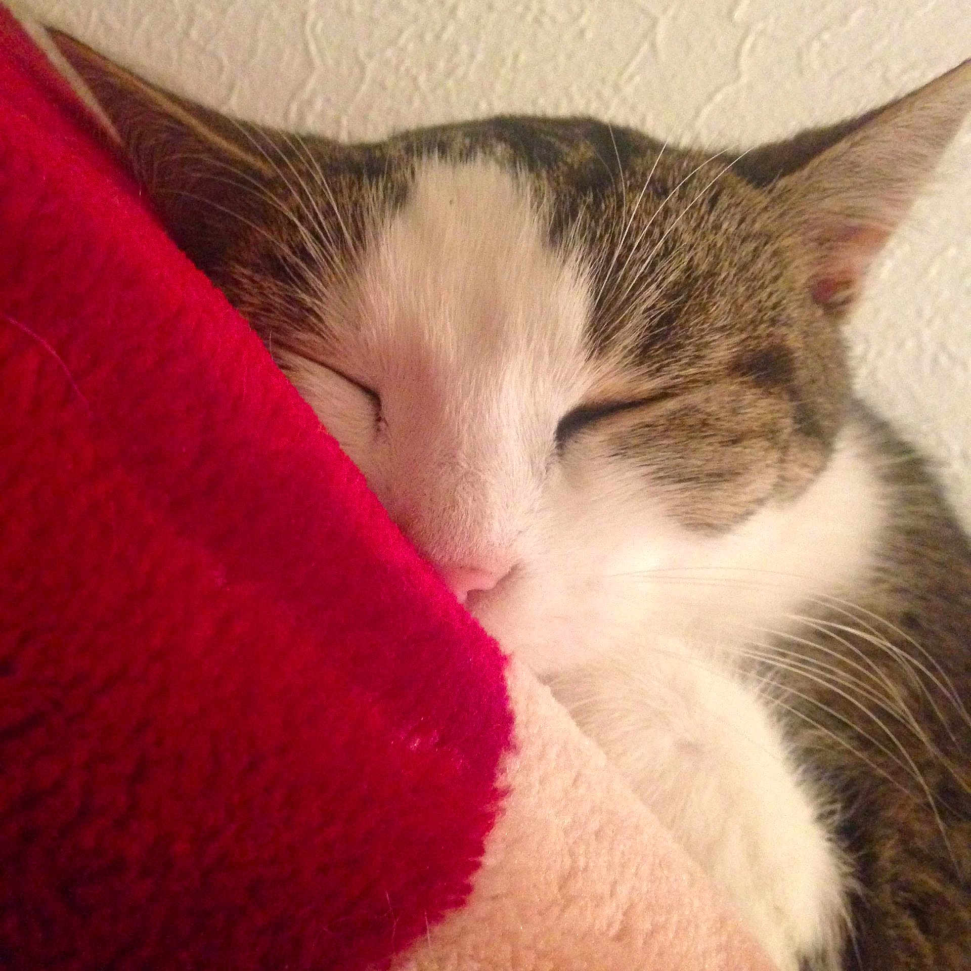 Vanille a rejoint le concours — aidez-le/la à gagner de superbes lots ! cat, sleeping, closeup, whiskers, fur, cozy, blanket, indoor, pet, resting, cute, domestic_cat, feline, snuggling, relaxed, soft_texture, pink_nose, tabby, white_fur, peaceful