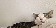 Vanille participe au concours pour gagner de l'argent avec cette photo : animal, cat, closeup, cozy, cute, ears, face, fur, home, indoor, peaceful, pet, pillow, relaxed, resting, sleeping, tabby, texture, whiskers, white