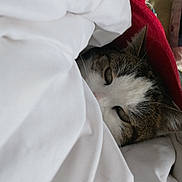 Vanille a rejoint le concours — aidez-le/la à gagner de superbes lots ! animal, bed, blanket, cat, cozy, cute, face, fur, home, indoor, lying_down, pet, red_towel, relaxed, resting, sleepy, soft, tabby, whiskers, white