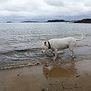 Dusty participe au concours pour gagner de l'argent avec cette photo : dog, white_dog, water, beach, sand, waves, shore, overcast, cloudy_sky, sea, coast, collar, animal, outdoor, nature, curious, pet, landscape, calm, exploring