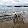 dog, white_dog, water, beach, sand, waves, shore, overcast, cloudy_sky, sea, coast, collar, animal, outdoor, nature, curious, pet, landscape, calm, exploring