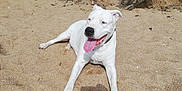 Dusty participe au concours pour gagner de l'argent avec cette photo : dog, white_dog, sand, outdoor, sunny, tongue_out, relaxed, pet, animal, canine, happy, nature, daylight, grass, rock, collar, laying_down, mammal, playful, summer
