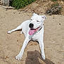 dog, white_dog, sand, outdoor, sunny, tongue_out, relaxed, pet, animal, canine, happy, nature, daylight, grass, rock, collar, laying_down, mammal, playful, summer