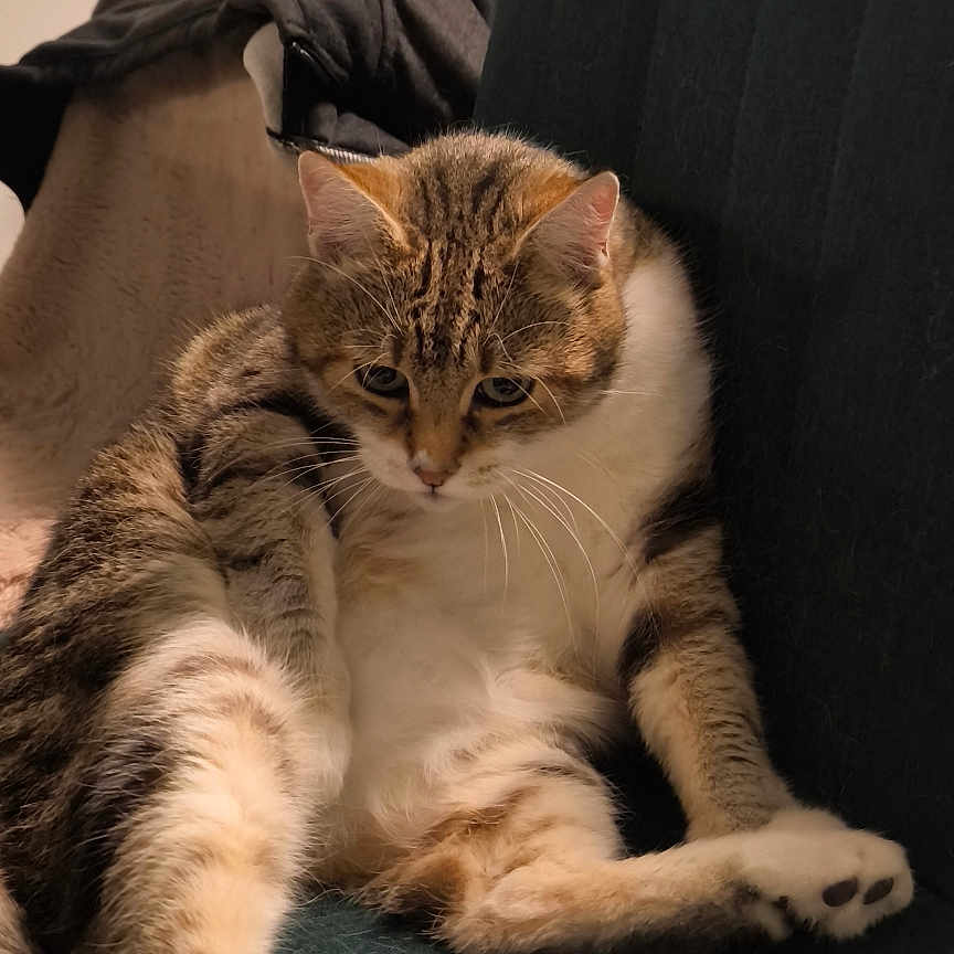 Calin a rejoint le concours — aidez-le/la à gagner de superbes lots ! animal, cat, chair, cozy, cute, domestic_animal, feline, fur, green_chair, home, indoor, jacket, paws, pet, portrait, relaxed, sitting, tabby, tile_floor, whiskers