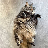 Caline participe au concours pour gagner de l'argent avec cette photo : animal, cat, close_up, cute, domestic_animal, feline, floor, fluffy, fur, indoor, long_hair, lying_down, mammal, paws, pet, relaxed, resting, side_view, tail, whiskers