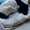 Thor participe au concours pour gagner de l'argent avec cette photo : dog, sleeping, bed, fluffy_bed, black_and_white, curled_up, indoor, tile_floor, curtain, blue_curtain, window, resting, pet, cozy, quiet, animal, floor, blanket, home, relaxing