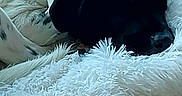 Thor participe au concours pour gagner de l'argent avec cette photo : dog, sleeping, blanket, white, black, indoor, curtains, soft, cozy, resting, fur, pet, calm, comfort, bed, relaxation, animal, nap, home, quiet