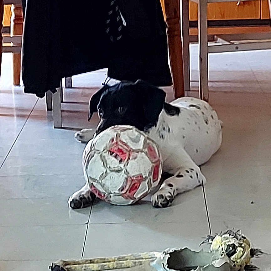 Thor participe au concours pour gagner de l'argent avec cette photo : black_and_white, canine, chair, dining_room, dog, domestic, floor, furniture, home, household, indoor, leash, pet, playing, resting, shoe, soccer_ball, table, tile_floor, toy