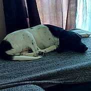 Thor participe au concours pour gagner de l'argent avec cette photo : dog, black_and_white, sleeping, couch, indoor, curtains, natural_light, resting, pet, cozy, furniture, quiet, home, relaxing, blanket, floor, calm, animal, domestic, comfort