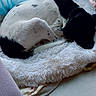 Thor participe au concours pour gagner de l'argent avec cette photo : dog, black_and_white, sleeping, bed, fluffy, curtains, window, floor, tile, blanket, indoor, resting, pet, cozy, relaxed, fur, domestic_animal, home, animal, quiet