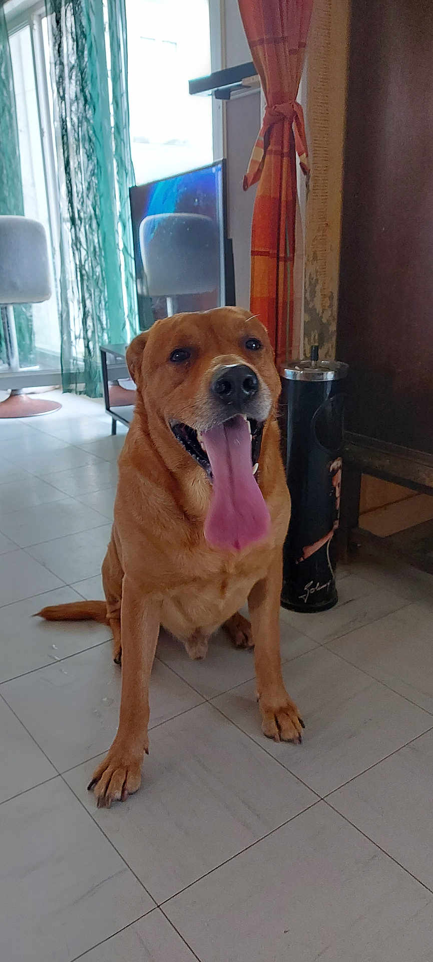 Cesar a rejoint le concours — aidez-le/la à gagner de superbes lots ! dog, pet, tongue, panting, indoor, floor, tile, sitting, brown_dog, canine, animal, home, curtains, chair, furniture, relaxed, friendly, closeup, portrait, domestic