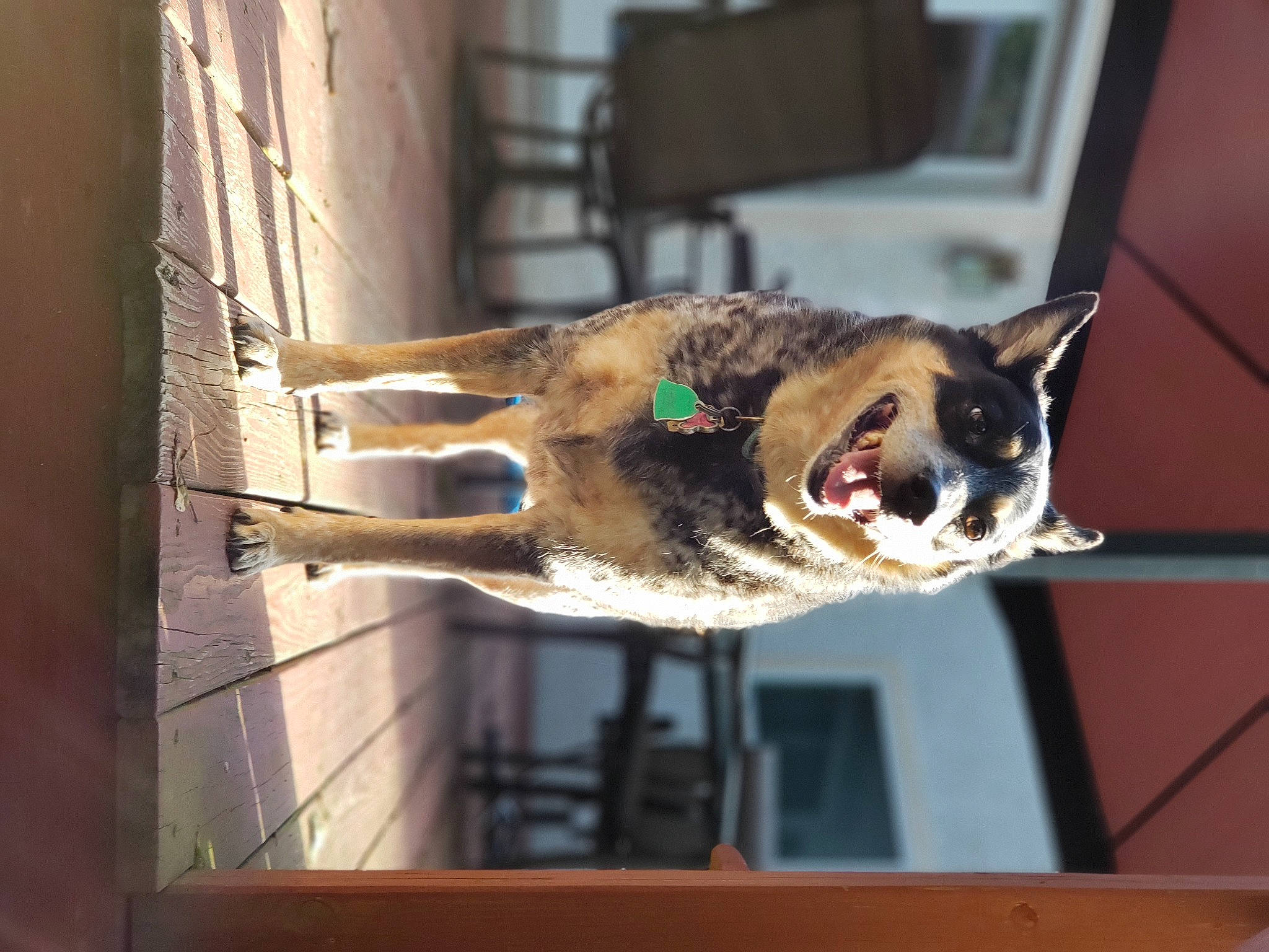 Iris is registered to the contest to win money with this photo: canidae, carnivore, collar, dog, dog_breed, dog_collar, fang, jaw, leash, pet_supply, snout, sporting_group, tongue, tooth, vertebrate, whiskers, working_animal