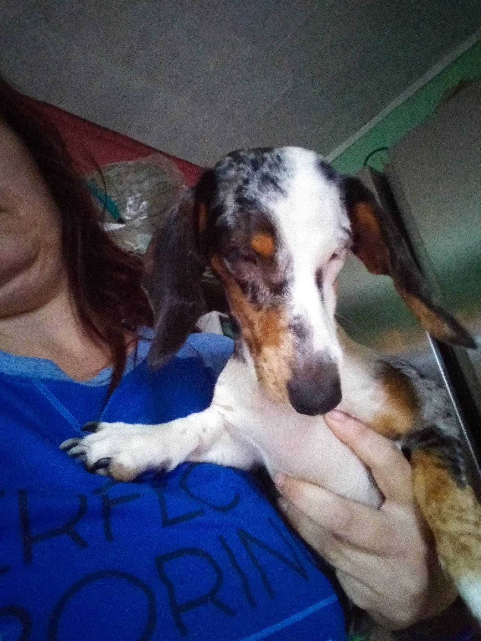 Peanuts is registered to the contest to win money with this photo: bored, carnivore, comfort, companion_dog, dog, dog_breed, irishjacks, sporting_group, texas_heeler, working_animal, working_dog, wrist