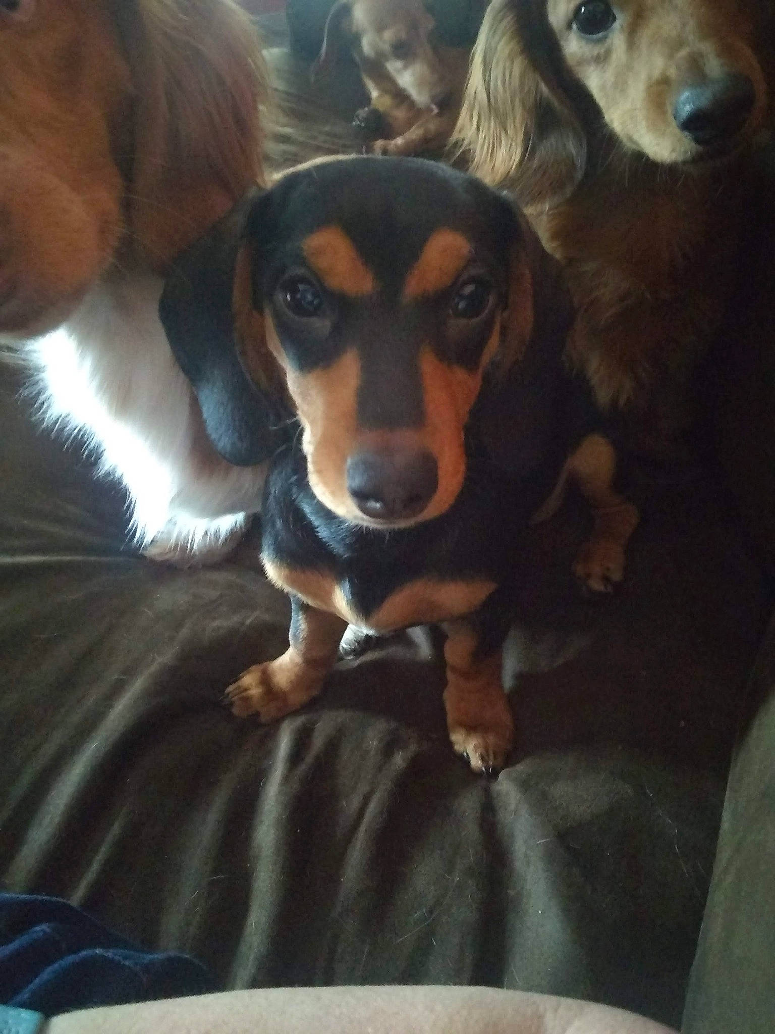 Peanuts is registered to the contest to win money with this photo: canidae, carnivore, comfort, companion_dog, dog, dog_breed, fawn, fur, hound, hunting_dog, mammal, photography, scent_hound, snout, sporting_group, vertebrate, whiskers, working_animal, working_dog