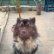 Prince a rejoint le concours — aidez-le/la à gagner de superbes lots ! dog, fluffy, sitting, smiling, outdoor, patio, potted_plant, fence, stone_floor, collar, animal, pet, garden, leaves, stacked_chairs, brown, black, white, fur, cute