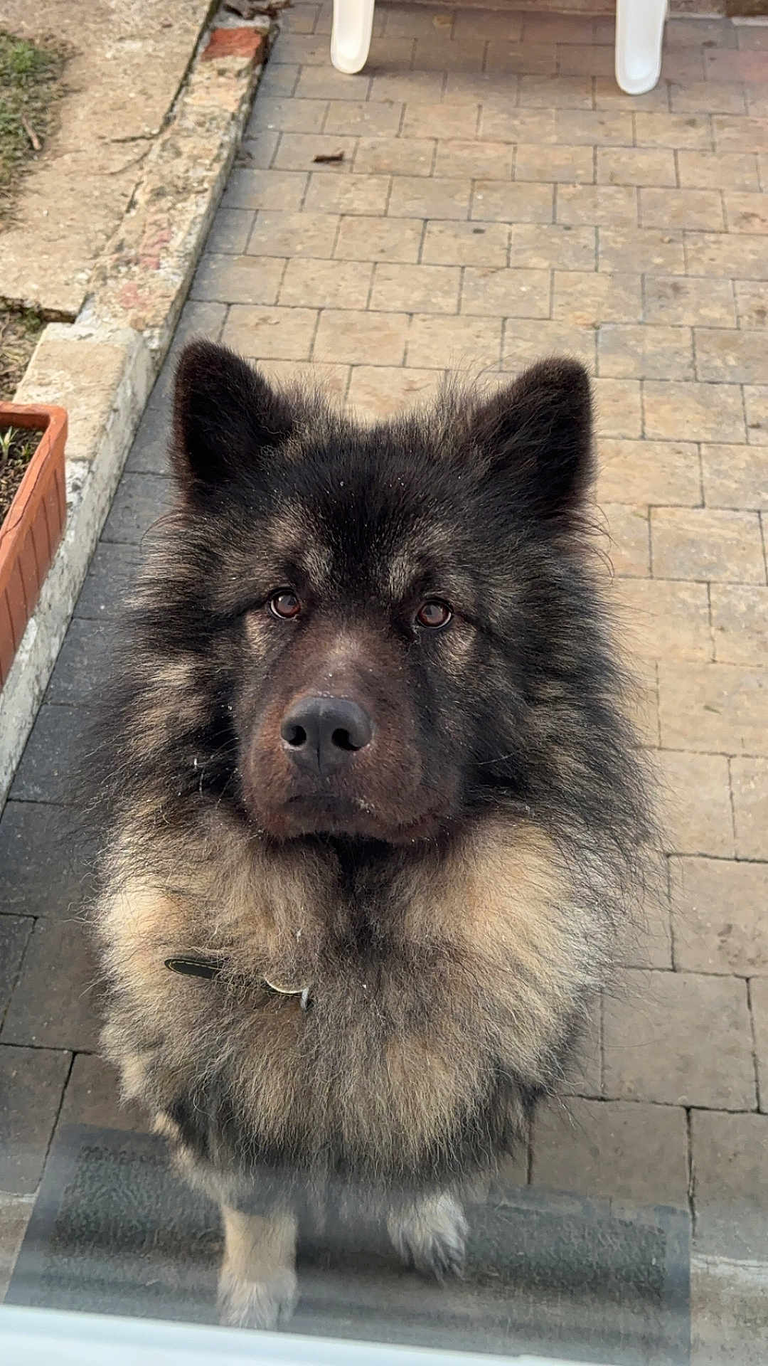Prince participe au concours pour gagner de l'argent avec cette photo : dog, fluffy, outdoor, pavement, fur, pet, animal, face, ears, brown, black, white, collar, curious, cute, portrait, mammal, companion, waiting, friendly