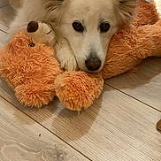 Jypsie a rejoint le concours — aidez-le/la à gagner de superbes lots ! dog, plush_toy, teddy_bear, floor, wooden_floor, pet, indoor, cute, lying_down, white_dog, soft_toy, cozy, animal, domestic_animal, fur, resting, looking_at_camera, close_up, home, companion