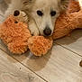dog, plush_toy, teddy_bear, floor, wooden_floor, pet, indoor, cute, lying_down, white_dog, soft_toy, cozy, animal, domestic_animal, fur, resting, looking_at_camera, close_up, home, companion