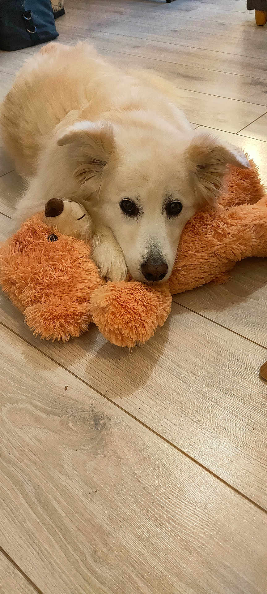 Jypsie a rejoint le concours — aidez-le/la à gagner de superbes lots ! dog, plush_toy, teddy_bear, floor, wooden_floor, pet, indoor, cute, lying_down, white_dog, soft_toy, cozy, animal, domestic_animal, fur, resting, looking_at_camera, close_up, home, companion