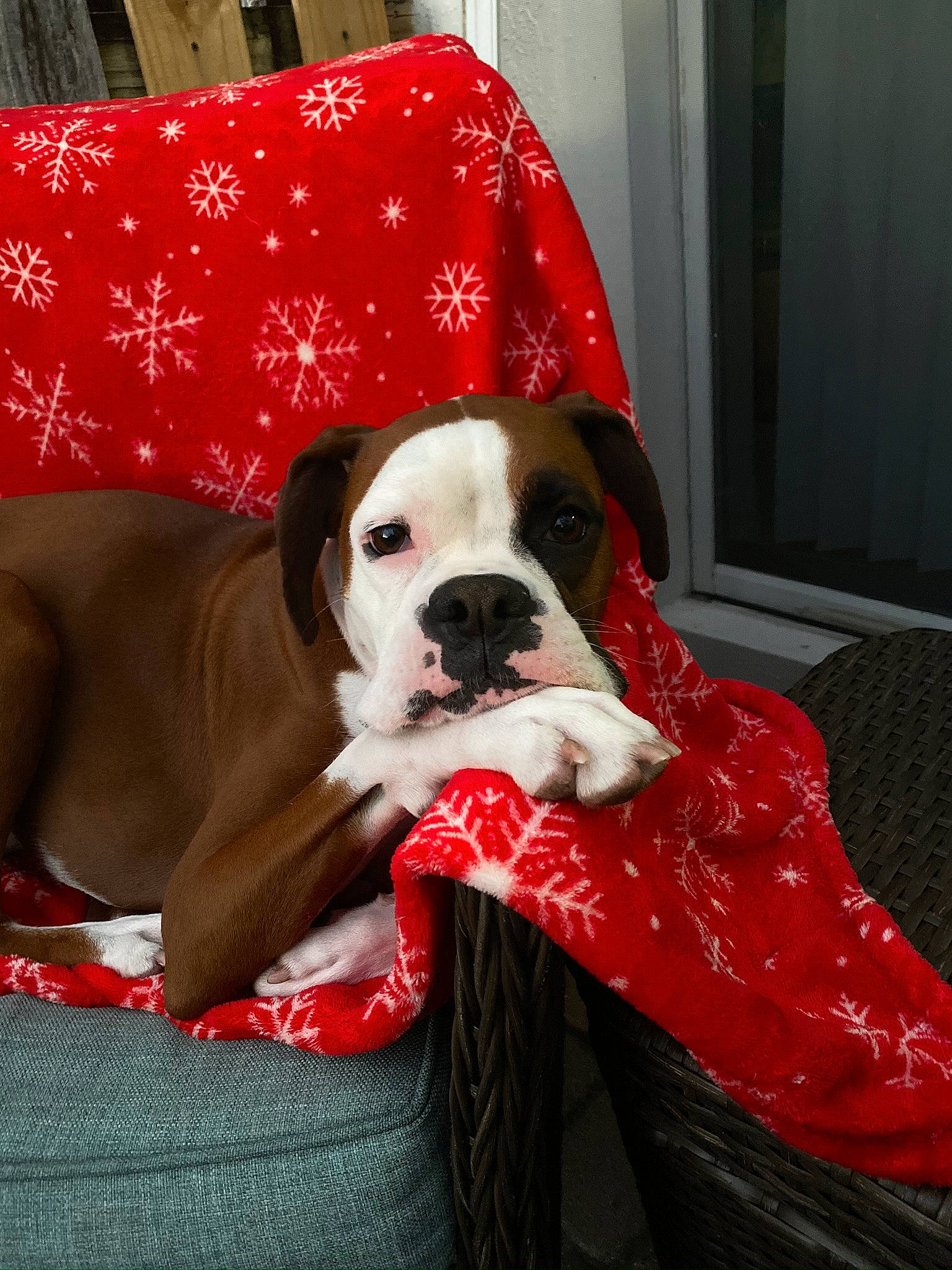 Lexie joined the competition — help win amazing prizes! boston_terrier, boxer, bulldog, canidae, carnivore, christmas, companion_dog, dog, dog_breed, fawn, holiday, mammal, non_sporting_group, old_english_bulldog, olde_english_bulldogge, red, snout, sporting_group, valley_bulldog, vertebrate