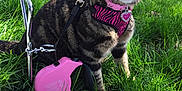 Olive Bear joined the competition — help win amazing prizes! cat, tabby, grass, outdoor, harness, leash, pink, collar, pet, animal, vehicle, sunlight, greenery, nature, cute, alert, sitting, fur, whiskers, eyes