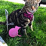 cat, tabby, grass, outdoor, harness, leash, pink, collar, pet, animal, vehicle, sunlight, greenery, nature, cute, alert, sitting, fur, whiskers, eyes