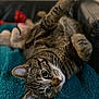 Olive Bear joined the competition — help win amazing prizes! cat, tabby_cat, pet, animal, feline, cute, cozy, blanket, indoor, relaxed, playful, whiskers, paw, fur, ears, eyes, closeup, resting, household, soft