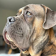 Falkor participe au concours pour gagner de l'argent avec cette photo : animal, boxer, bulldog, canine, dog, frenchbulldog, hound, pet, pitbull, puppy, snout