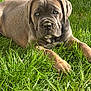 Falkor participe au concours pour gagner de l'argent avec cette photo : animal, boxer, bulldog, canine, dog, field, frenchbulldog, grass, grassland, greatdane, hound, labradorretriever, lawn, leaf, nature, outdoors, pet, pitbull, plant, puppy