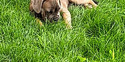 Falkor participe au concours pour gagner de l'argent avec cette photo : animal, ball, boxer, bulldog, canine, dog, field, football, grass, grassland, hound, lawn, nature, outdoors, pet, plant, puppy, soccer, soccerball, sport