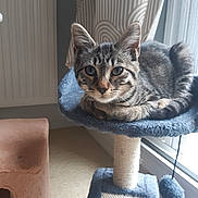 Morys a rejoint le concours — aidez-le/la à gagner de superbes lots ! animal, carpeted, cat, cat_tree, cozy, curtains, cute, ears_up, feline, floor, home, indoor, looking_at_camera, natural_light, pet, relaxed, tabby, tail, whiskers, window