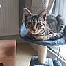 animal, carpeted, cat, cat_tree, cozy, curtains, cute, ears_up, feline, floor, home, indoor, looking_at_camera, natural_light, pet, relaxed, tabby, tail, whiskers, window