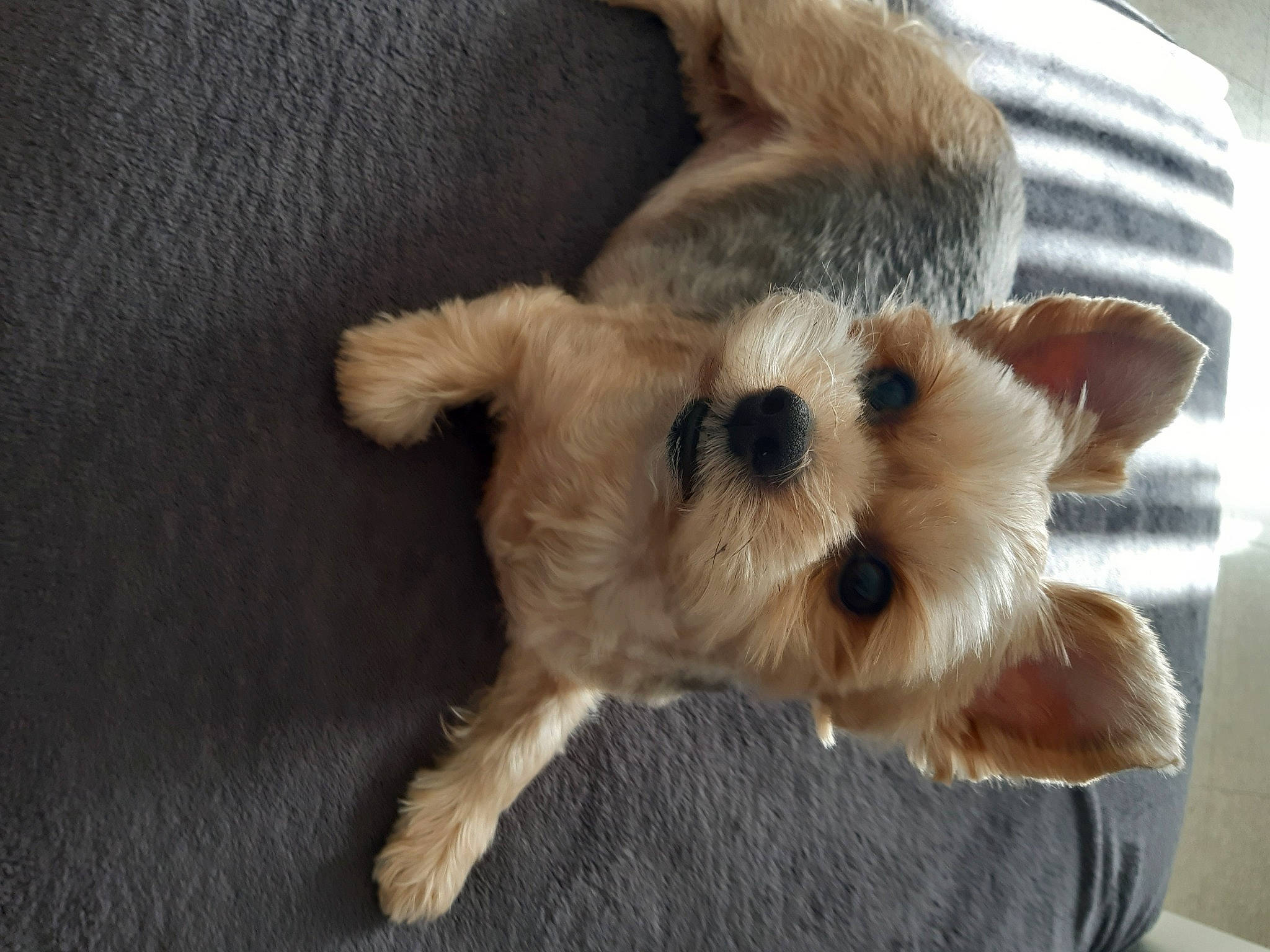 Lina participe au concours pour gagner de l'argent avec cette photo : canidae, carnivore, companion_dog, dog, dog_breed, fawn, fur, non_sporting_group, paw, small_terrier, sporting_group, tail, terrestrial_animal, terrier, toy_dog, working_animal, working_terrier